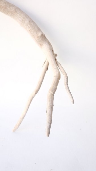 画像2: 流木根 (2)