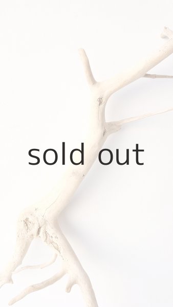 画像3: 流木根 (3)