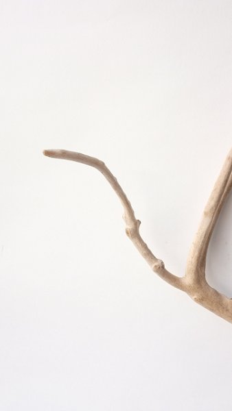 画像5: 流木根 (5)