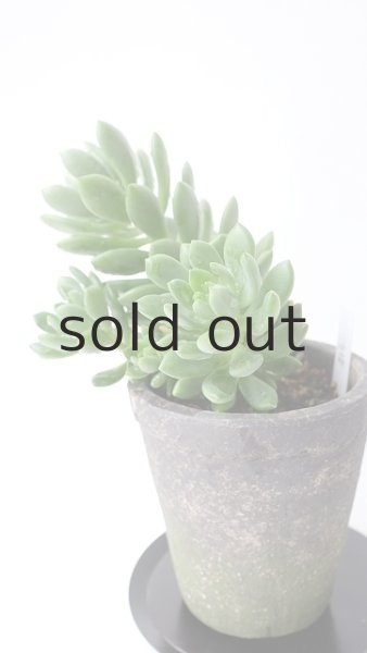 画像4: 多肉植物（春萌・セダム属） (4)