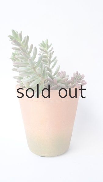 画像2: 多肉植物（オーロラ・セダム属） (2)