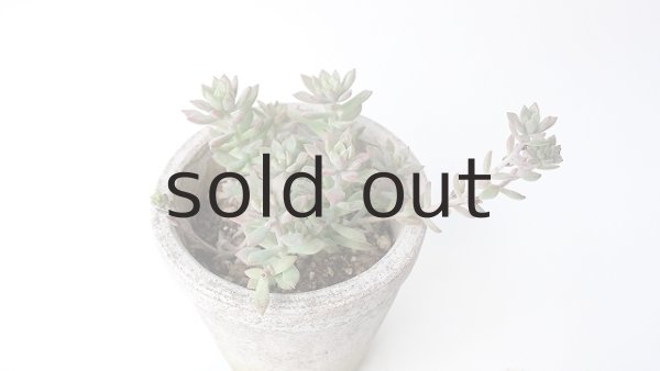 画像2: 多肉植物（リトルビューティー・セダム属） (2)