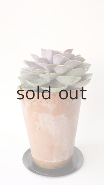 画像3: 多肉植物（パールフォンニュルンベルク・エケべリア属） (3)