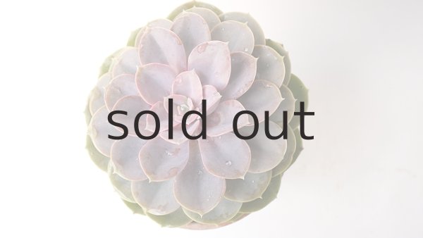 画像2: 多肉植物（パールフォンニュルンベルク・エケべリア属） (2)