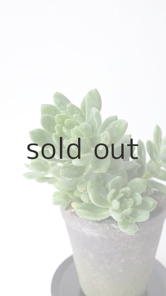 画像2: 多肉植物（春萌・セダム属） (2)