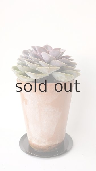 画像4: 多肉植物（パールフォンニュルンベルク・エケべリア属） (4)