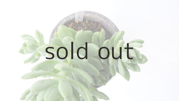 画像3: 多肉植物（春萌・セダム属） (3)