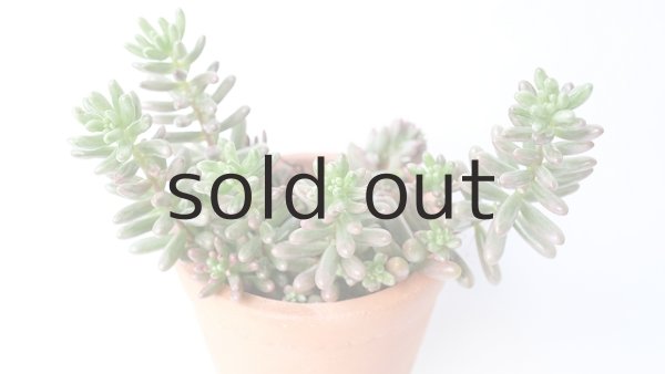 画像3: 多肉植物（オーロラ・セダム属） (3)