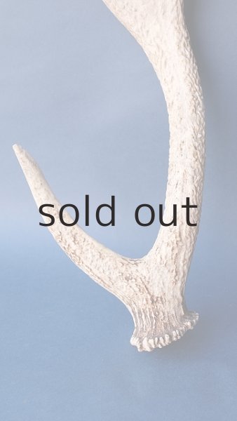 画像2: デコール用二ホンジカの角 (2)