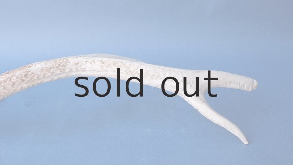 画像4: デコール用二ホンジカの角*outlet* (4)