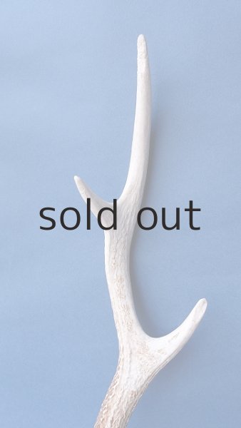 画像3: デコール用二ホンジカの角 (3)