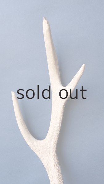 画像3: デコール用二ホンジカの角 (3)