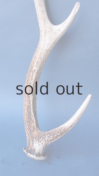 画像2: デコール用二ホンジカの角 (2)