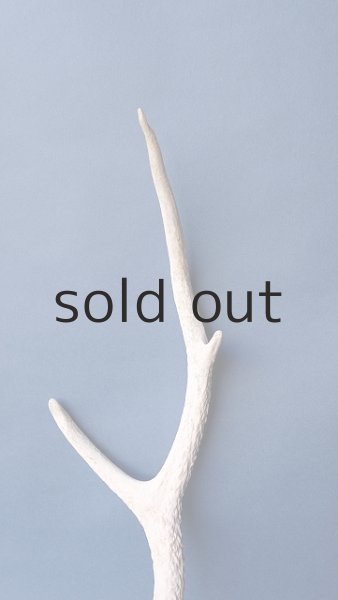 画像3: デコール用二ホンジカの角 (3)