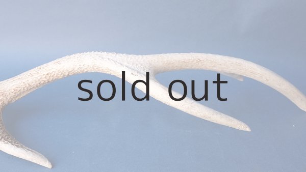 画像4: デコール用二ホンジカの角 (4)