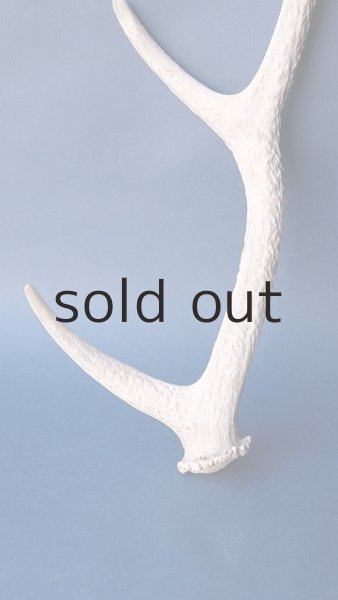 画像2: デコール用二ホンジカの角 (2)