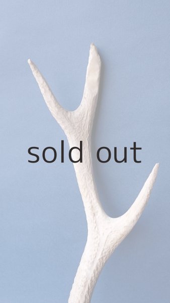 画像3: デコール用二ホンジカの角*outlet* (3)