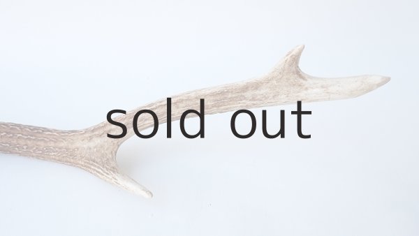 画像4: デコール用二ホンジカの角 (4)