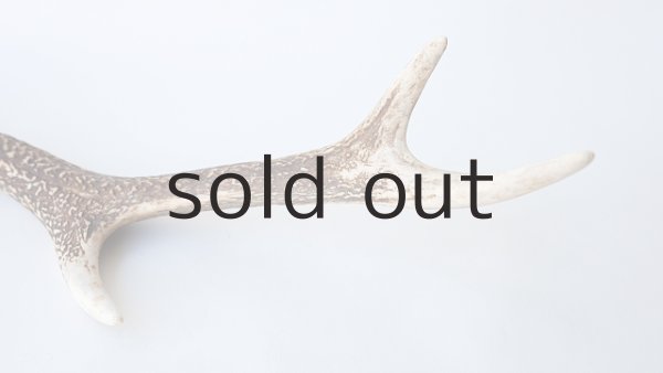 画像4: デコール用二ホンジカの角 (4)