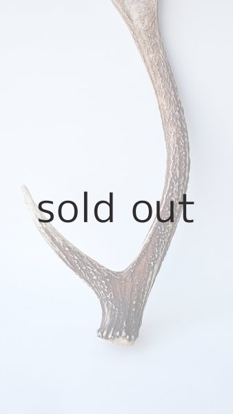 画像2: デコール用二ホンジカの角 (2)