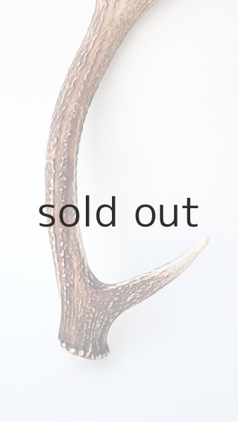 画像2: デコール用二ホンジカの角 (2)