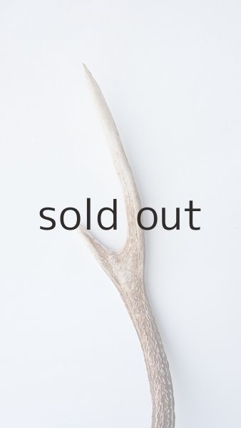 画像3: デコール用二ホンジカの角 (3)