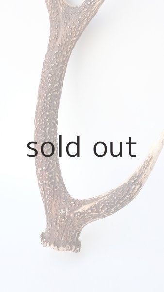 画像2: デコール用二ホンジカの角 (2)