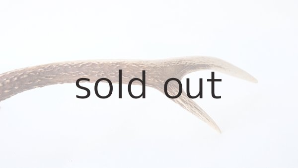 画像4: デコール用二ホンジカの角 (4)