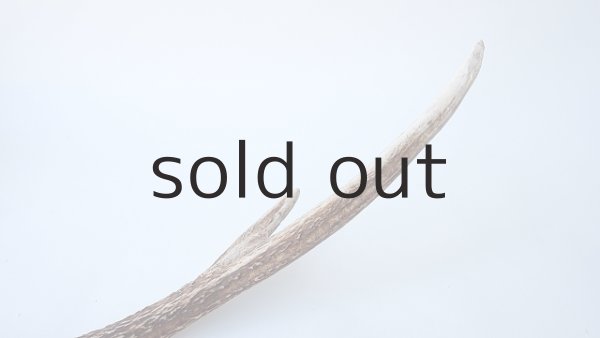 画像4: デコール用二ホンジカの角 (4)