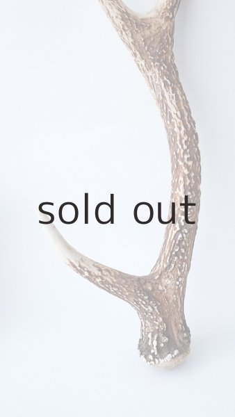 画像2: デコール用二ホンジカの角 (2)