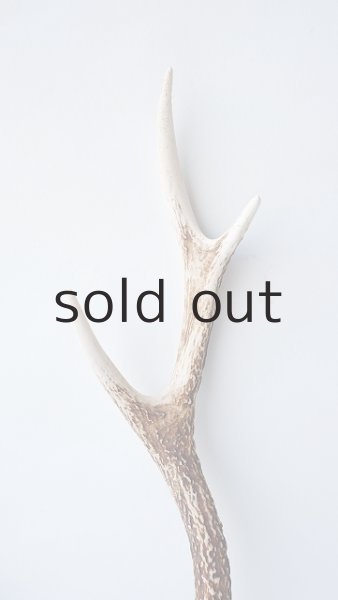 画像3: デコール用二ホンジカの角 (3)