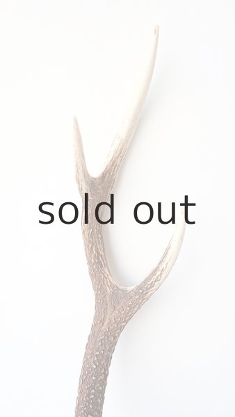 画像3: デコール用二ホンジカの角 (3)