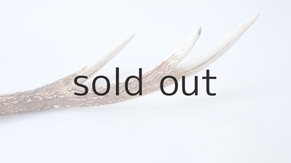 画像4: デコール用二ホンジカの角 (4)