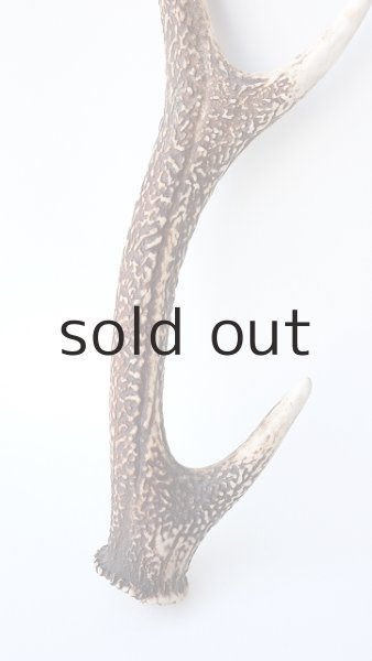 画像2: デコール用二ホンジカの角 (2)