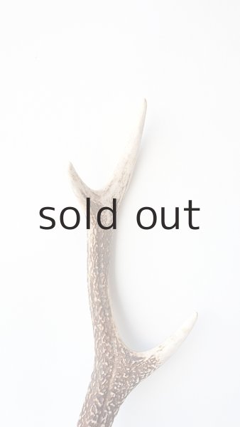 画像3: デコール用二ホンジカの角 (3)