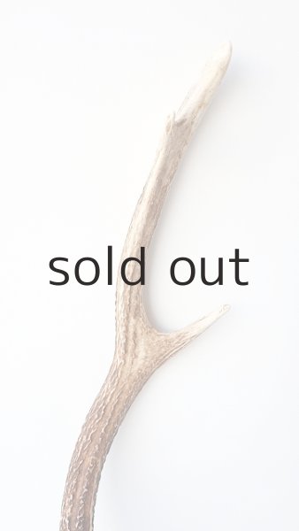 画像3: デコール用二ホンジカの角 (3)