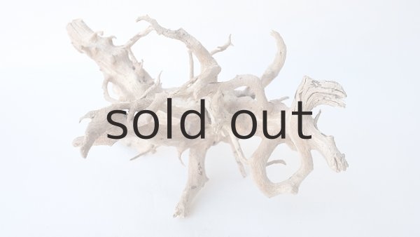 画像2: ミニ流木根 (2)