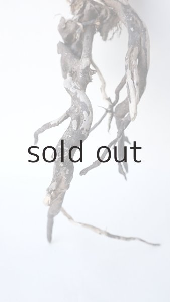 画像2: 流木根 (2)