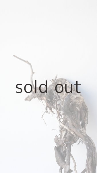 画像4: 流木根 (4)