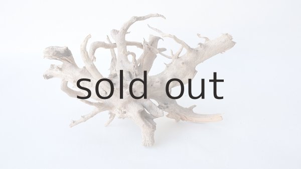 画像3: ミニ流木根 (3)