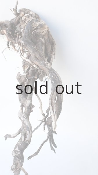 画像3: 流木根 (3)