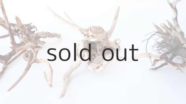 画像2: ミニ流木根セット (2)