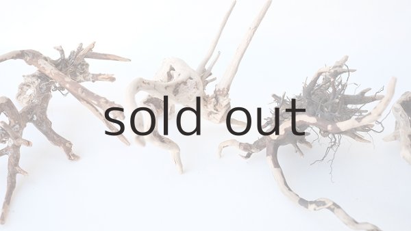 画像4: ミニ流木根セット (4)