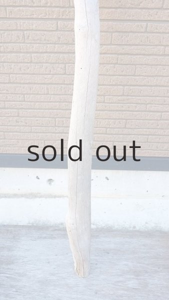 画像2: 幹流木・長尺 (2)