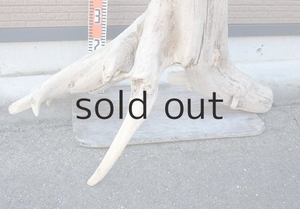 画像6: 大型 根 (6)