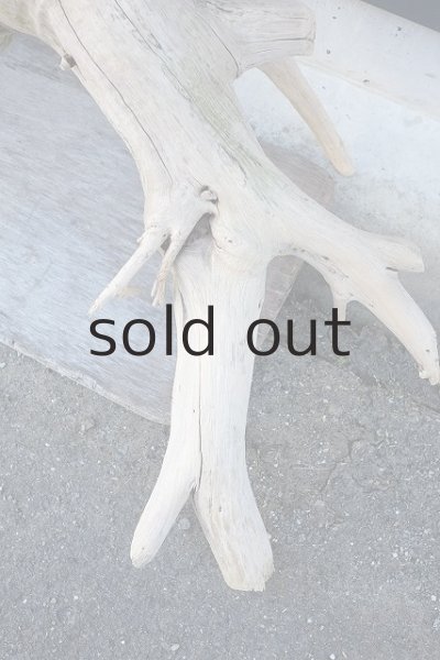 画像3: 大型 根 (3)