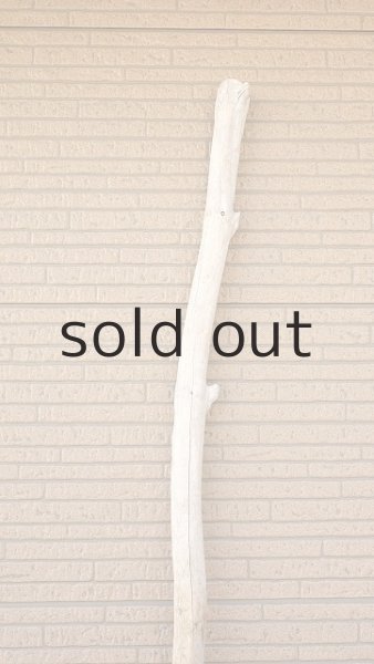 画像4: 幹流木・長尺 (4)