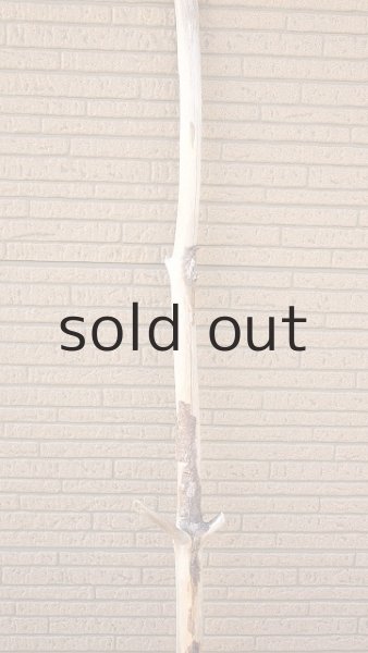 画像4: 幹流木・長尺 (4)