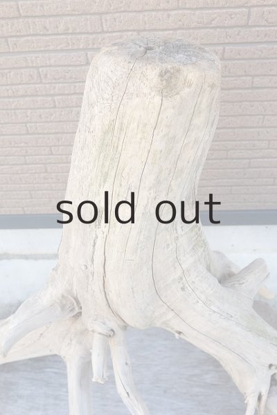 画像5: 大型 根 (5)