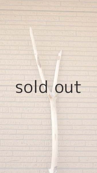 画像5: 幹流木・長尺 (5)